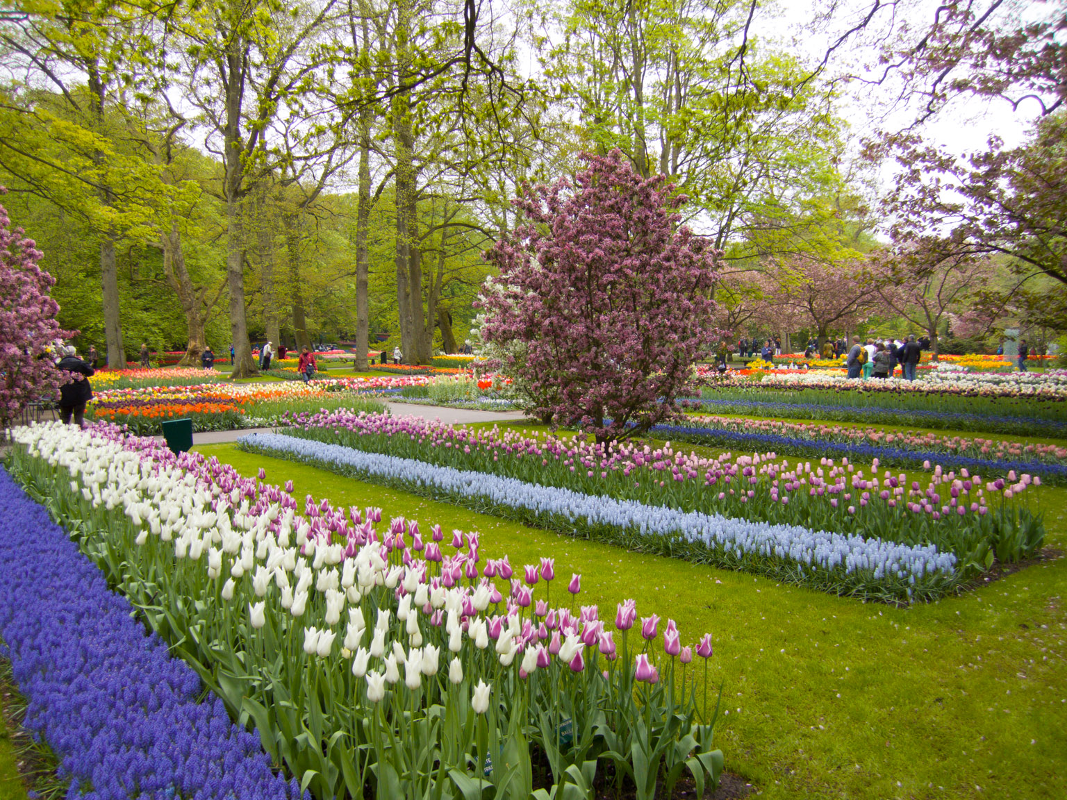 Цветущий парк. Keukenhof Gardens Нидерланды. Кёкенхоф, Лиссе, Нидерланды. Парк-сад кёкенхоф в Лиссе.. Ботанический сад в Лиссе, Нидерланды.